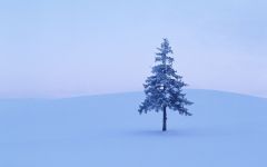 Tapeta Nature trees with snow 025.jpg